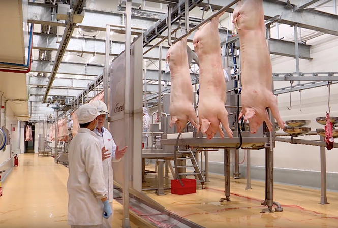 Thấy gì từ chuyến tham quan nhà máy thịt mát? Tổ hợp nhà máy chăn nuôi – chế biến thịt lợn mát MEATDeli