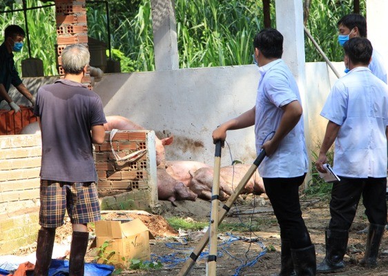 Dịch tả heo châu Phi tấn công, Bình Dương ra thông báo khẩn Dịch tả heo châu Phi tấn công, Bình Dương ra thông báo khẩn