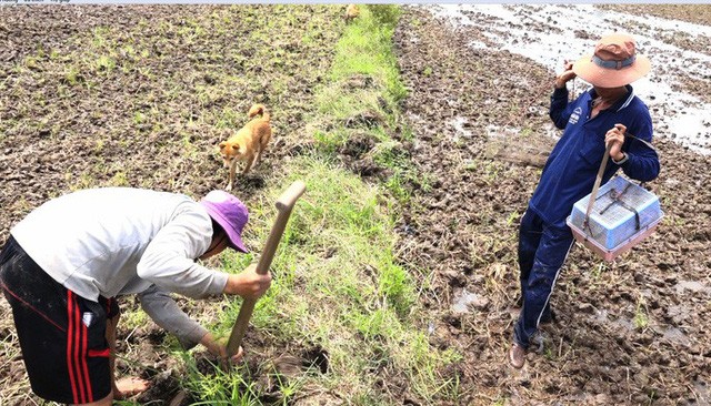 Săn chuột đồng kiếm tiền triệu mỗi ngày ở ngoại thành Hà Nội Săn chuột đồng kiếm tiền triệu mỗi ngày.