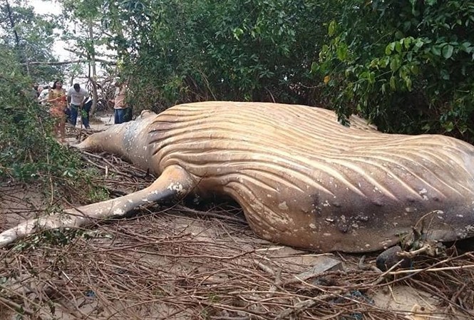 Bí ẩn cá voi khổng lồ chết trong rừng Brazil Một con cá voi lưng gù đã chết được tìm thấy trong khu rừng trên đảo Marajó của Amazon, gần đô thị Soure, vào ngaỳ 23/2.. Ảnh: Sputnik