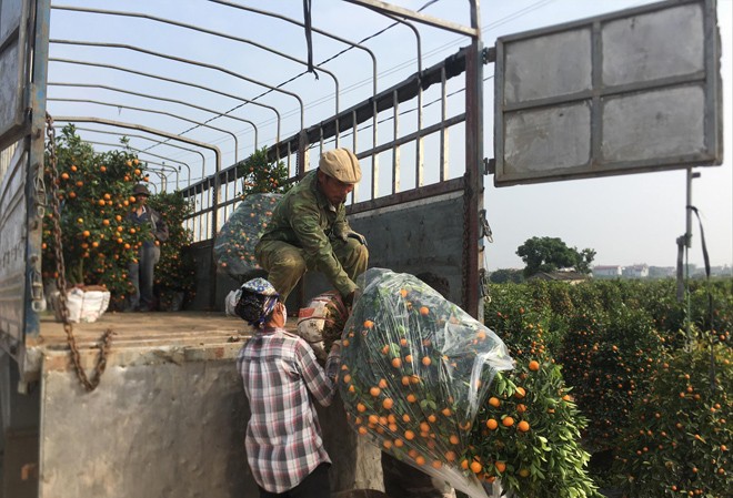 Thu tiền tỷ từ cây cảnh Quất Văn Giang được vận chuyển đi nhiều tỉnh, thành trên cả nước dịp Tết 2019
Ảnh: Trường Phong