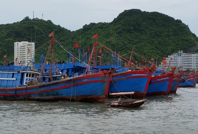 Hàng nghìn tàu cá không được ra khơi: Cách nào giải cứu? Hàng nghìn tàu cá không được đánh bắt vùng khơi do không đáp ứng các quy định mới về chiều dài tàu cá. Ảnh: Bình Phương