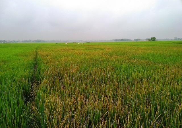 Khởi tố vụ dùng thuốc diệt cỏ phá hơn 3 sào lúa Khởi tố vụ dùng thuốc diệt cỏ phá hơn 3 sào lúa