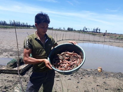 Tôm chết hàng loạt ở Thanh Hóa Tôm chết hàng loạt ở Thanh Hóa