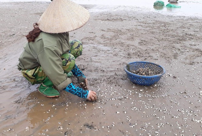 Công bố nguyên nhân ngao chết trắng bãi ở Thanh Hóa Người dân Hải Lộc nhặt ngao chết