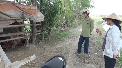 Đàn trâu 'điên' lạc vào khu dân cư, húc 15 người bị thương Đàn trâu 'điên' lạc vào khu dân cư, húc 15 người bị thương