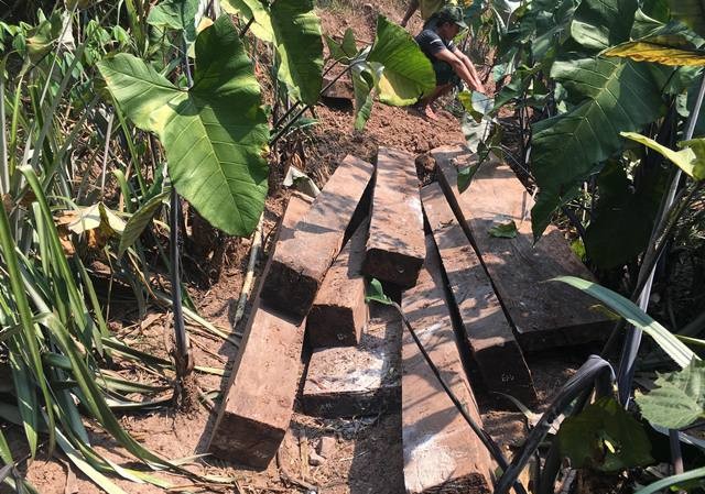 Phát hiện kho gỗ mun khủng trong lòng đất Phong Nha - Kẻ Bàng Phát hiện kho gỗ mun khủng trong lòng đất Phong Nha - Kẻ Bàng