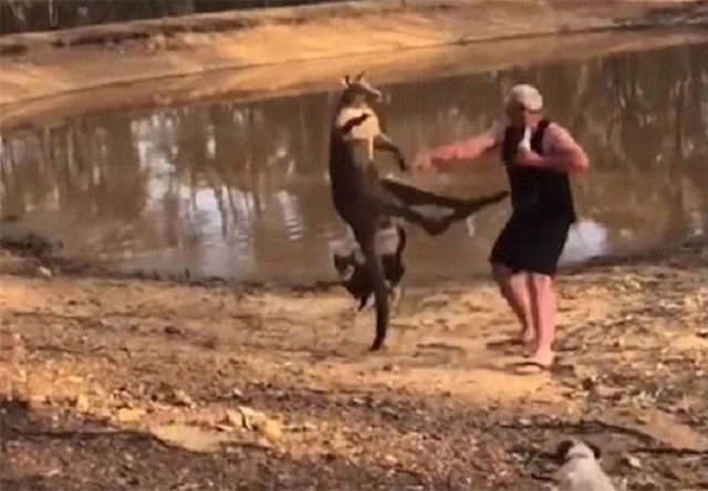 Màn ‘đấu kungfu’ giữa kangaroo và người dân Màn ‘đấu kungfu’ giữa kangaroo và người dân