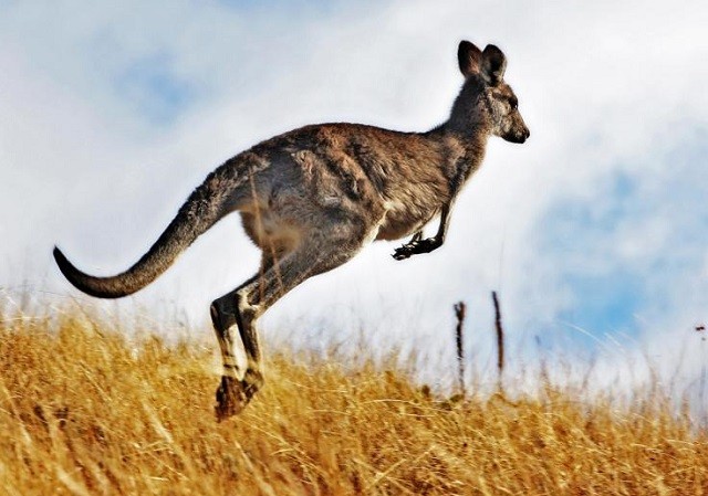 Những sự thật ít biết về loài kangaroo Những sự thật ít biết về loài kangaroo