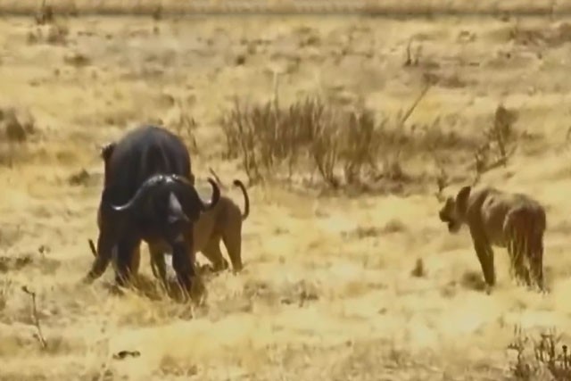 VIDEO: Cuộc chiến sinh tử giữa trâu rừng với đàn sư tử VIDEO: Cuộc chiến sinh tử giữa trâu rừng với đàn sư tử