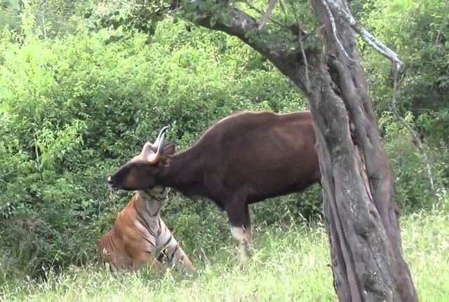 VIDEO: Hổ trổ tài săn bò tót cực kỳ điêu luyện VIDEO: Hổ trổ tài săn bò tót cực kỳ điêu luyện