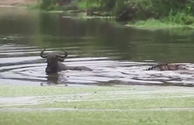 VIDEO: Tình huống săn mồi ngớ ngẩn của cá sấu VIDEO: Tình huống săn mồi ngớ ngẩn của cá sấu