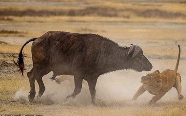 Trâu mẹ liều mình cứu con thoát khỏi nanh vuốt sư tử Trâu mẹ liều mình cứu con thoát khỏi nanh vuốt sư tử