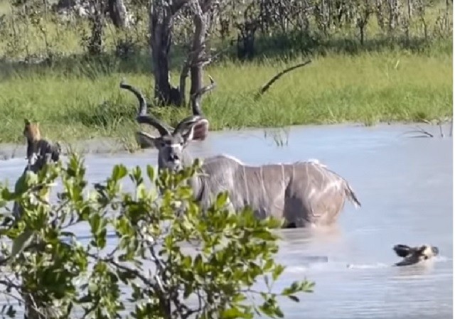 Linh dương kudu một mình chống lại bầy chó hoang Linh dương kudu một mình chống lại bầy chó hoang
