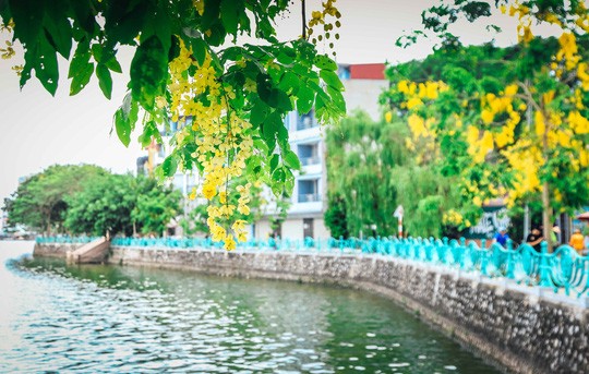 Ngắm vẻ đẹp xao xuyến của muồng hoàng yến bên hồ Tây Ngắm vẻ đẹp xao xuyến của muồng hoàng yến bên hồ Tây.