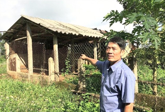 Án oan 10 năm vì mấy con bò giống Chuồng bò của ông Hòa bỏ hoang 10 năm nay không kinh doanh được vì ông phải chịu án oan