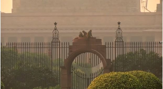 Khỉ mặt đỏ 'đại náo' văn phòng chính phủ Ấn Độ Khỉ chễm trệ trên tòa nhà quốc hội ở thủ đô New Delhi, Ấn Độ. Ảnh: Getty Images