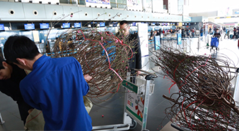 Vietnam Airlines và Jetstar Pacific vận chuyển đào, mai Tết Vietnam Airlines và Jetstar Pacific vận chuyển đào, mai Tết. Ảnh minh họa: IE