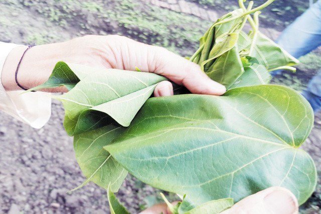 Kỳ quặc ăn Tết bằng...lá ngón Kỳ quặc ăn Tết bằng...lá ngón