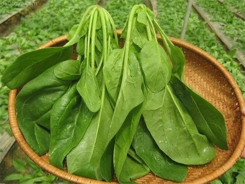 Cải bó xôi: Vừa bổ thận tráng dương, vừa chống ung thư cực tốt Ảnh minh hoạ: Internet
