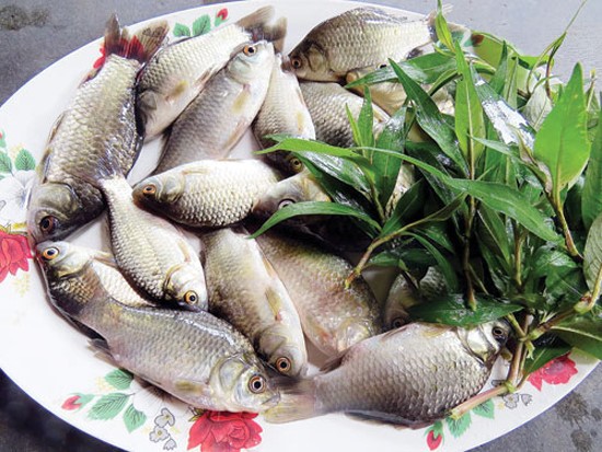 Cá diếc chữa nhiều bệnh cực tốt, nhưng 'đại kỵ' với những người này Ảnh minh hoạ: Internet