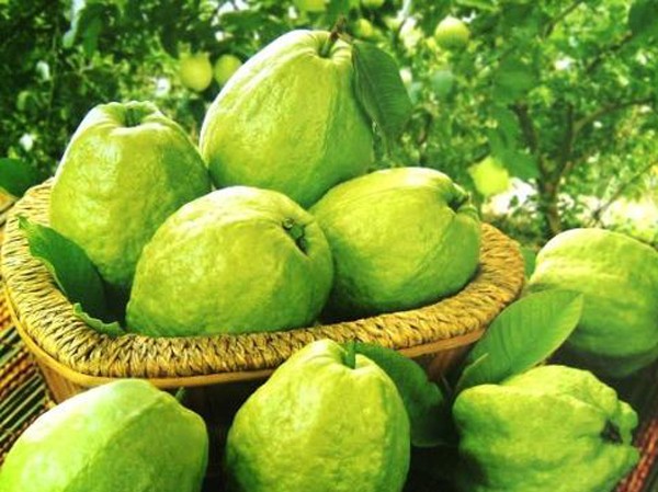 Những người đại kỵ với ổi, tuyệt đối đừng ăn vì cực độc Ảnh minh họa: Internet