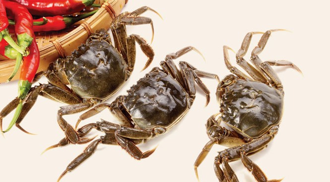 Dùng cua đồng theo cách này chữa bệnh xương khớp tốt 'gấp tỷ lần' thuốc tây Ảnh minh họa: Internet