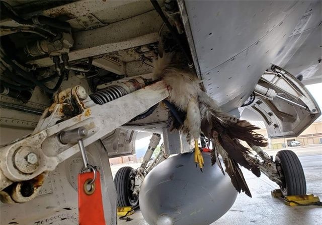 Tiêm kích F-35B đâm vào chim khiến Mỹ thiệt hại hàng triệu USD Chim mắc kẹt vào bộ phận hạ cánh của máy bay F-16.