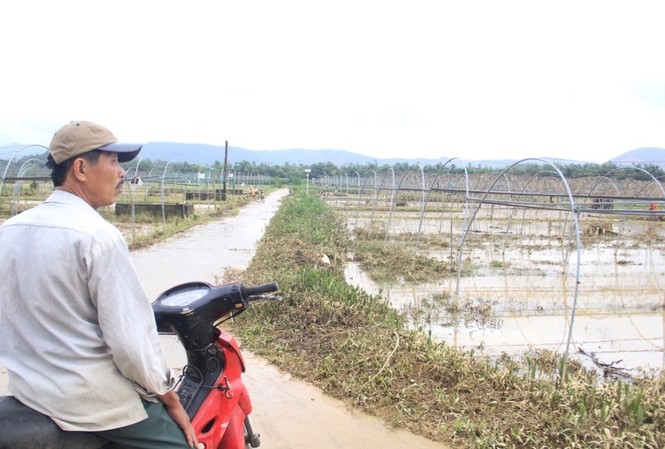 Nước rút, ruộng rau Tết tan hoang Nước rút, ruộng rau Tết tan hoang