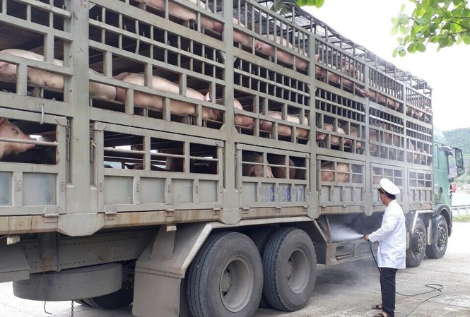 Đà Nẵng xuất hiện dịch tả lợn châu Phi Đà Nẵng xuất hiện dịch tả lợn châu Phi