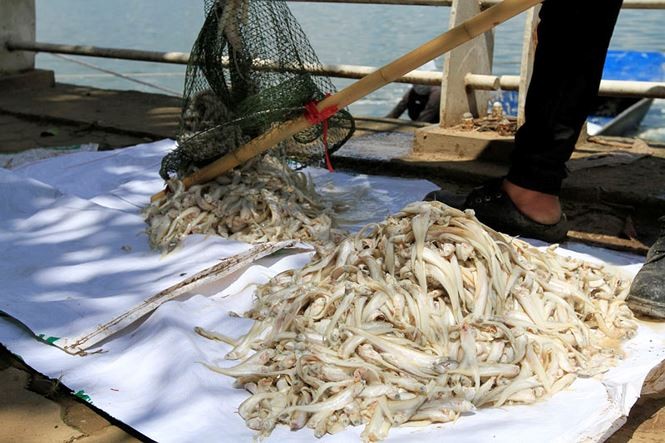 Sở Xây dựng: Đánh bắt cá Hồ Tây để giải quyết tình trạng cá chết Sở Xây dựng cho biết cá chết do thời tiết khắc nghiệt