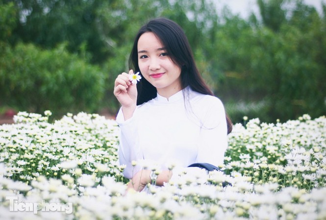 Ngắm thiếu nữ Hà thành đẹp mong manh bên cúc họa mi Ngắm thiếu nữ Hà thành đẹp mong manh bên cúc họa mi