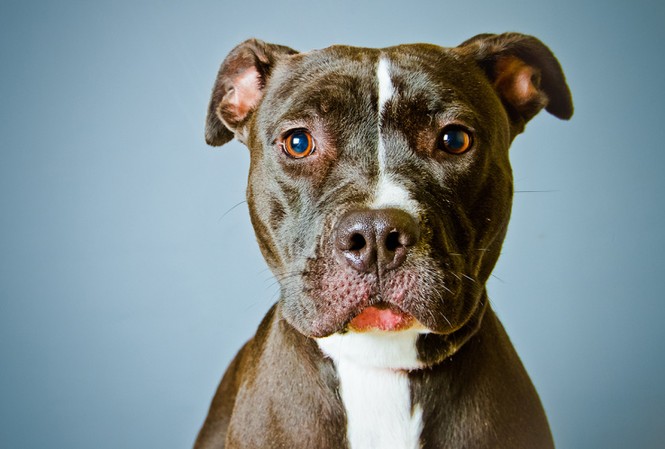 Truy tìm kẻ hành hạ tàn bạo chó pitbull rồi treo lên cây Chó pitbull (Ảnh minh họa)