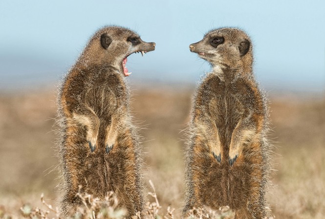Cười đau bụng với ‘Ảnh thiên nhiên hài hước’ Cuộc thi Comedy Wildlife Photography Awards năm nay thu hút tới 2.200 tác phẩm dự thi đến từ nhiều quốc gia trên thế giới.