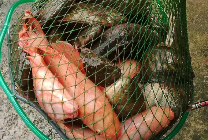 Triều cường gây ngập, người nuôi cá Sài Gòn khóc ròng Mỗi ngày cần thủ bắt được hàng trăm kg cá.