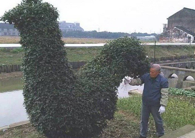 Bụi cây hình gà được trả giá 300 triệu vẫn không bán Bụi cây hình gà được trả giá 300 triệu vẫn không bán