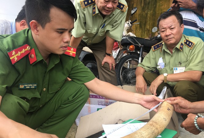 Phát hiện gần 20 kg vật phẩm nghi ngà voi ở Bình Định Bình Định phát hiện gần 20 kg vật phẩm nghi ngà voi. Ảnh: Cục QLTT cung cấp.