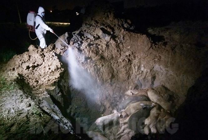 Đà Nẵng cấp hàng nghìn lít hóa chất phòng dịch tả lợn châu Phi Tiêu hủy lợn bị bệnh dịch tả lợn châu phi tại Hải Dương.