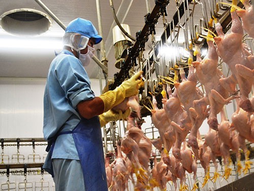 Việt Nam có nhiều cơ hội xuất khẩu thịt gà sang EU EU là một thị trường tiềm năng cho thịt gà Việt Nam