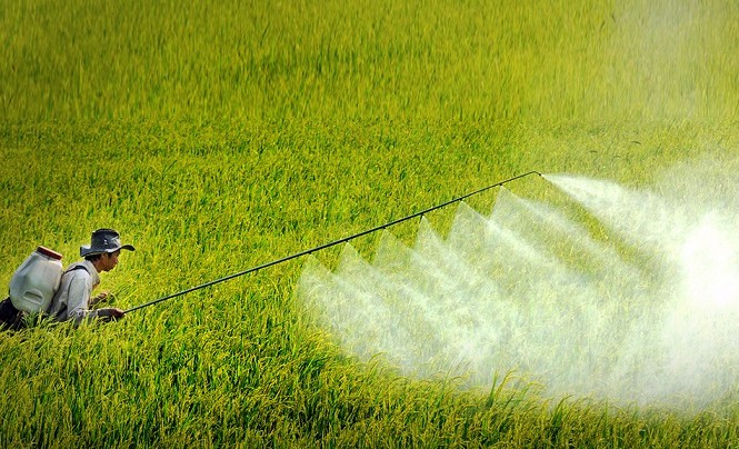 Loại bỏ trên 1.000 loại thuốc bảo vệ thực vật độc hại Dù vấn đề sử dụng thuốc bảo vệ thực vật đã có nhiều tiến bộ, nhưng nhiều tình trạng lạm dụng thuốc vẫn đáng báo động