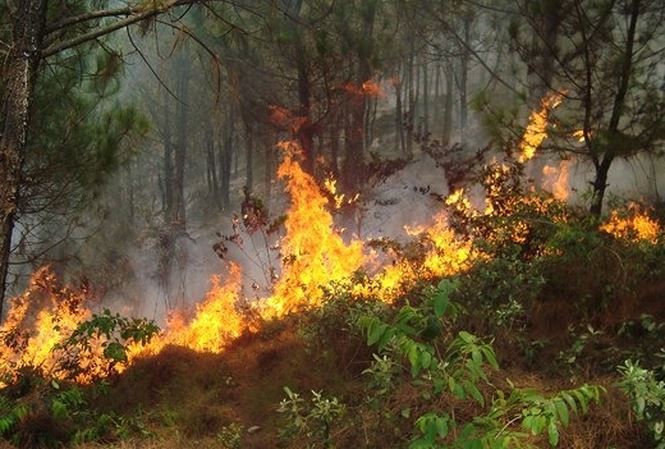 Nắng nóng: Báo động cháy rừng “cực kỳ nguy hiểm” Một rừng thông hàng chục năm tuổi ở xã Diễn Yên, huyện Diễn Châu, Nghệ An bốc cháy