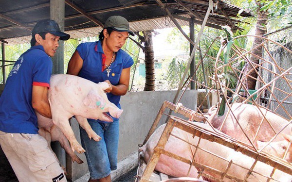 Bộ Nông nghiệp sẽ kiểm soát không để giá lợn “nhảy múa” cao như Trung Quốc Giá lợn hơi ở một số địa phương phía Bắc đã hơn 60.000 đồng/kg.