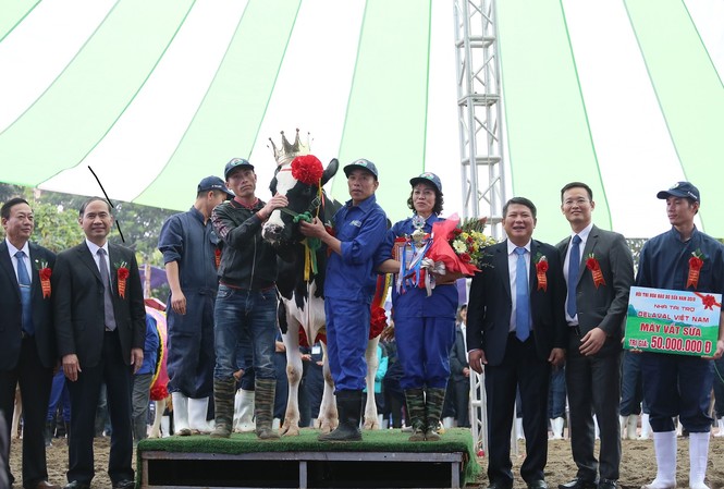 Đẻ 3 lứa vẫn đăng quang 'Hoa hậu' bò sữa Mộc Châu năm 2019 “Vương miện” Hoa hậu Bò sữa Mộc Châu năm 2019 đã thuộc về “cô” bò sữa mang số hiệu 16316 của chủ hộ Lê Xuân Tiến, tiểu khu 19/5, thị trấn Nông trường Mộc Châu, với tổng giải thưởng gần 70 triệu đồng.