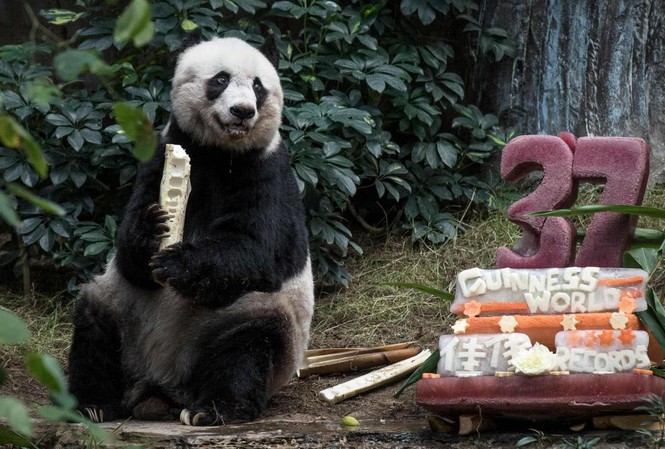 Gấu trúc già nhất thế giới qua đời ở tuổi 38 Jia Jia cùng chiếc bánh sinh nhật ngày "mừng thọ" 37 tuổi.