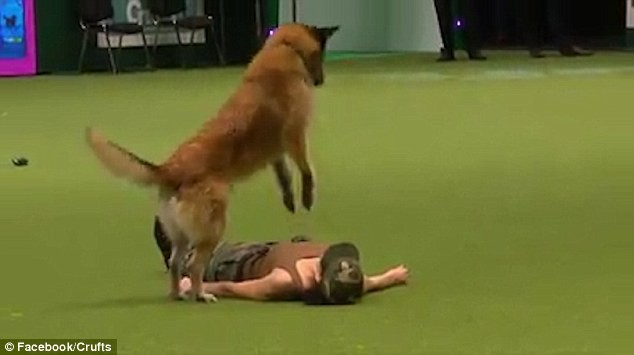 Chú chó gây sốc vì hô hấp nhân tạo cho chủ nhân Chú chó Deril hô hấp nhân tạo cho cô chủ Lusy