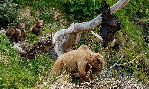 Mò vào tổ đại bàng, gấu nâu bị tấn công túi bụi Gấu nâu chật vật trốn đòn tấn công của đại bàng mẹ. Ảnh: Jeff Schultz.