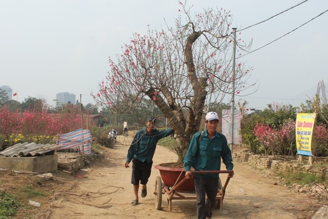 Kiếm tiền triệu mỗi ngày nhờ chở đào, bưởi Tết Việc vận chuyển cành đào mang lại thu nhập trung bình 1 triệu đồng/ngày cho lao động phổ thông