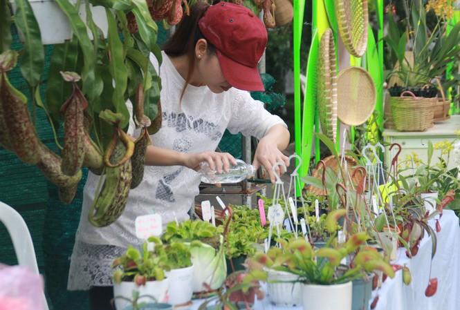 Mê mải với kỳ hoa, dị thảo ở 'vương quốc' hoa Gò Vấp Mê mải với kỳ hoa, dị thảo ở 'vương quốc' hoa Gò Vấp