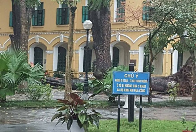 Xà cừ bật gốc trong mưa, 4 học sinh Chu Văn An nhập viện Hình ảnh cây xà cừ bật gốc trong khuôn viên trường THPT Chu Văn An.
