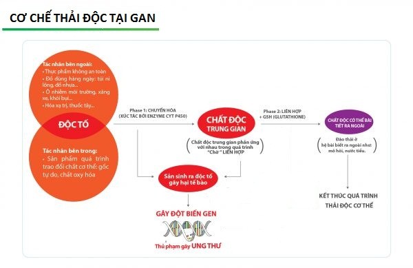 Thải độc tế bào – Sự kỳ diệu của tạo hoá Gan là cửa ngõ - có nhiệm vụ lọc máu, làm sạch các chất độc trong máu